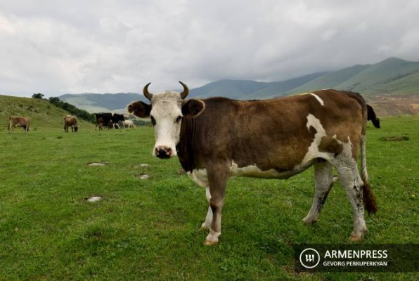 Կառավարությունը կաջակցի անասնաբուծության ոլորտում ներդրումային ծրագրերին