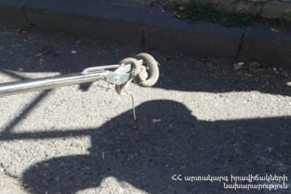 3 օրում փրկարարները բռնել են 1 գյուրզա, 1 շահմար, 7 սահնօձ