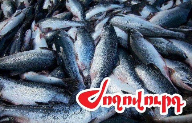 Արհեստական խոչընդոտներ. ձուկ արտադրողները՝ խնդրի առաջ. Ժողովուրդ