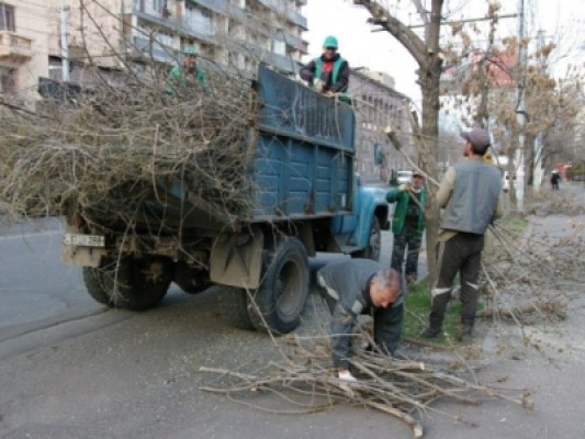 Մայրաքաղաքում մեկնարկել է ծառերի գարնանային էտը