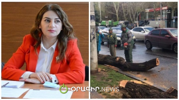50-60 տարեկան ծառեր հատելը վանդալիզմ է, իսկ սակուրաները դեկորացիայի համար են