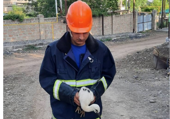 Արփի գյուղում արագիլի ձագը վայր է ընկել բնից