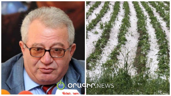 Հացահատիկի բերքը լավ չէ, կարկտահարությունից հետո հնարավոր չեղավ այն վերականգնել