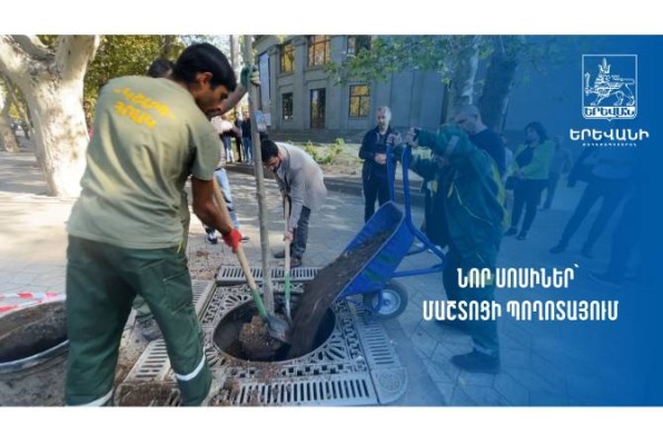 Երևանում մեկնարկել են արժեքավոր ծառատեսակների լրացման աշխատանքները
