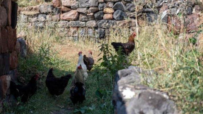 Թռչնաբուծական ընկերությունը վերականգնել է թաքցված՝ 256․500․000 դրամի հարկային պարտավորությունները