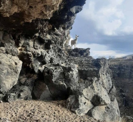 Փրկարարներն այծերին դուրս են բերել քարանձավից