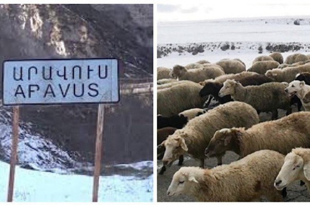 17-ամյա տղան ոչխարներին արածեցնելու է տարել, ադրբեջանցիները գողացել են․ մանրամասներ՝ Արավուսից