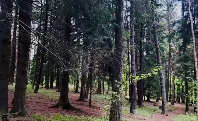 «Սոճուտ» դենդրոպարկը բաց է քաղաքացիների այցելությունների համար