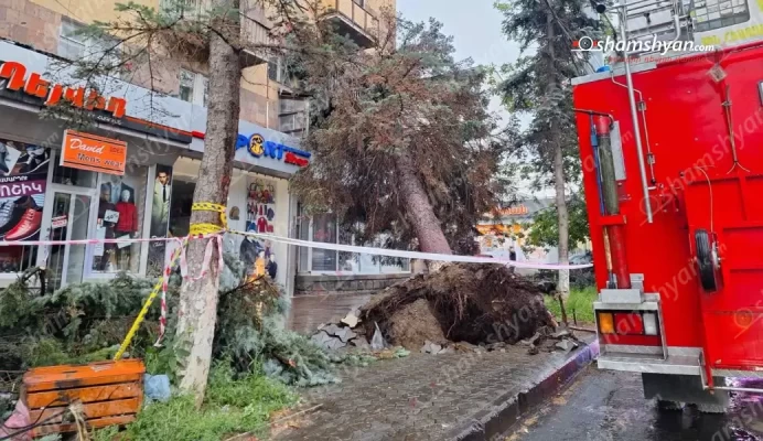 Վանաձորում քամին տապալել է մեծ թվով հսկայական եղևնիներ․ ժամանել են փրկարարներ․ shamshyan.com
