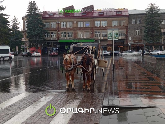 Հոսպիտալացնելու կարիք չկար. 7-ամյա աղջիկը, որին ձին կծել էր, դուրս է գրվել