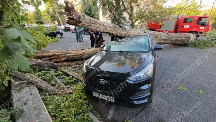 Երևանում՝ Քուվեյթի դեսպանատան մոտ, հաստաբուն ծառը տապալվել ու ընկել է Hyundai-ի վրա. shamshyan.com