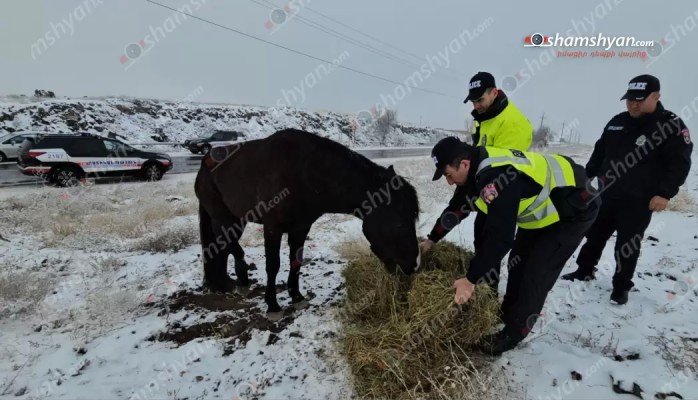 Մի քանի օր է՝ ոտքը վնասված ու անօգնական ձին մնացել է ճանապարհին, չի կարողանում տեղաշարժվել. shamshyan.com