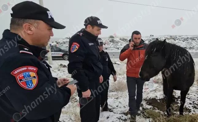 Անօգնական ու վիրավոր ձիու տերը, ով գտնվում էր ՌԴ-ում, օդանավակայանից անմիջապես եկել է ձիու մոտ․ shamshyan.com