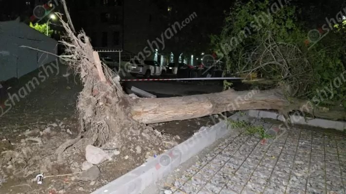 Արտակարգ դեպք՝ Երևանում. քամու հետևանքով հաստաբուն ծառը արմատից կոտրվել ու տապալվել է. shamshyan.com