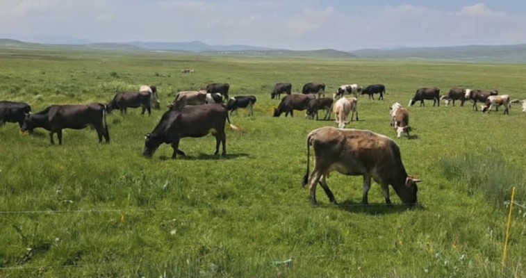Շիրակում համաճարակ է. 1870 խոշոր և 1320 մանր եղջերավորներ ենթարկվել են սպանդի