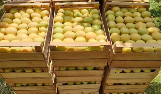 Հունիսի 1-ից հուլիսի 7-ը Հայաստանից արտահանվել և ՌԴ է մտել 1507 ծիրանով բեռնված բեռնատար