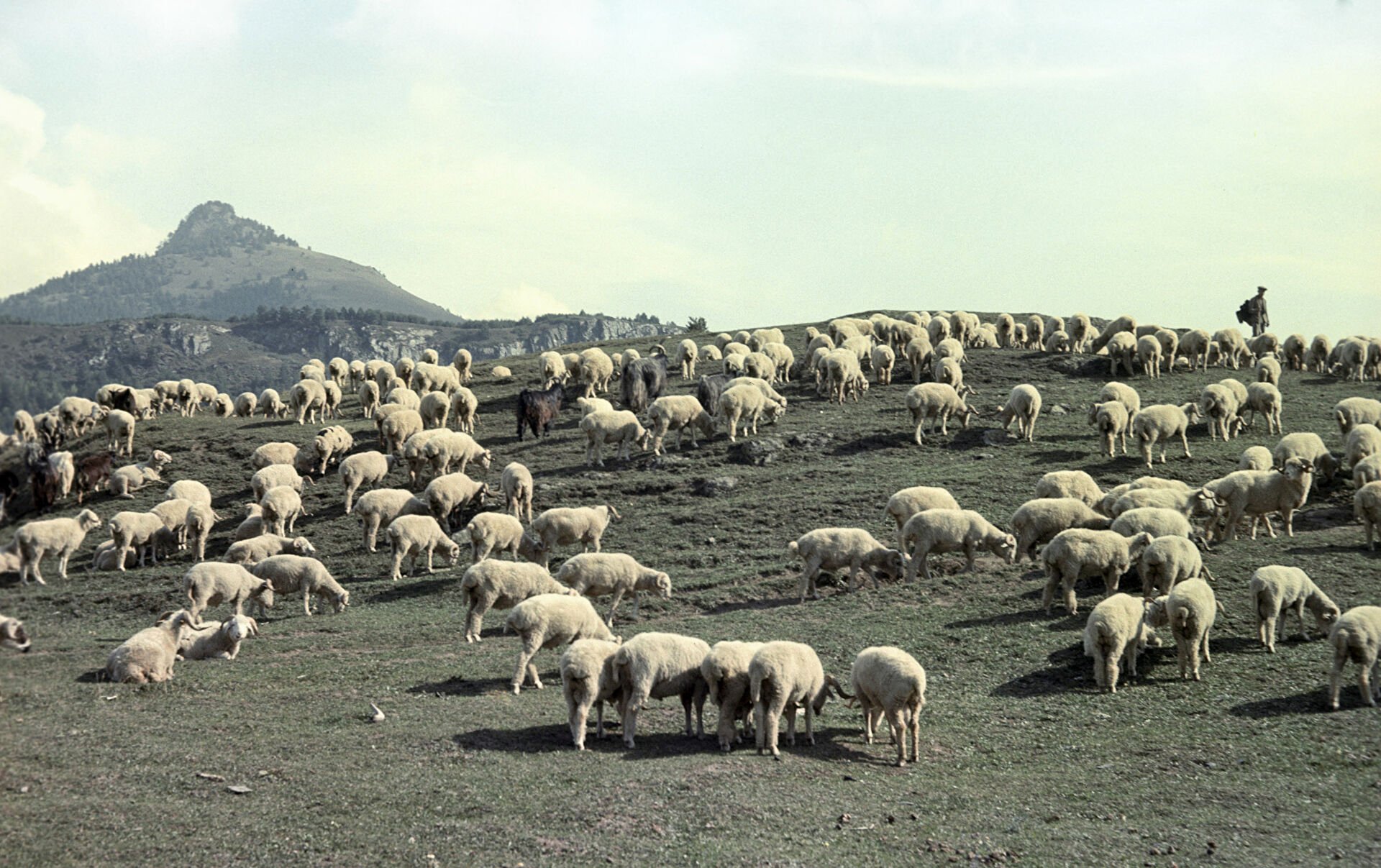 Բաքուն հայ հովվին փոխանցել է ռուս խաղաղապահներին