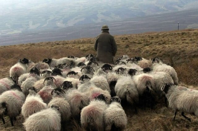 Ձեռնարկվում են անհրաժեշտ բոլոր քայլերը ադրբեջանական կողմում հայտնված հովվին վերադարձնելու ուղղությամբ. ՀՀ ՊՆ